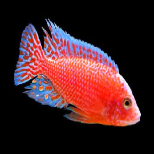 PEACOCK DRAGONBLOOD - FISH HUT AQUA AND PET SUPPLIES - #location#