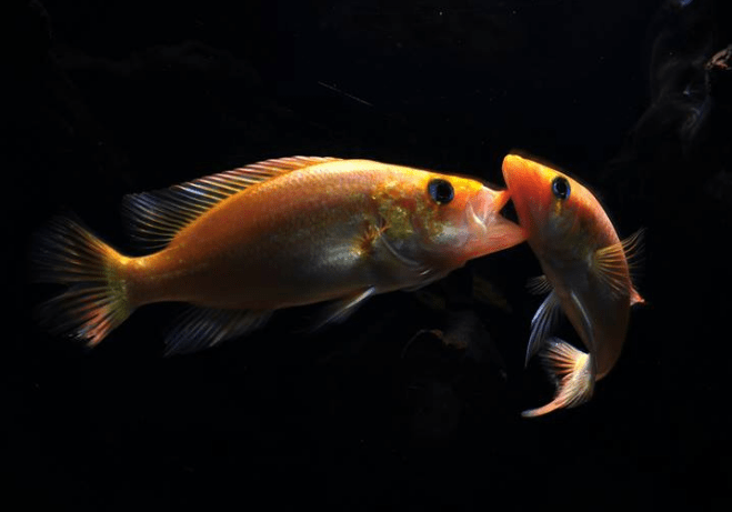 Petina Splendida (Bay Snook) - Red (Local) M - 5 - FISH HUT AQUA AND PET SUPPLIES - #location#