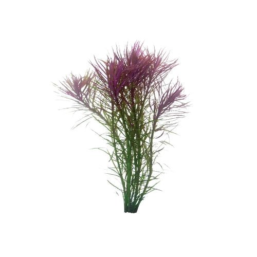 POGOSTEMON STELLATA - FINE LEAF - FISH HUT AQUA AND PET SUPPLIES - #location#