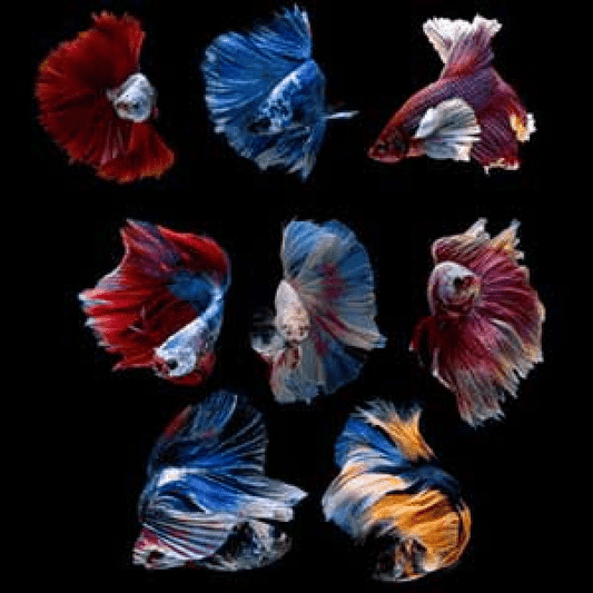 Premium Assorted Male Betta Fish - FISH HUT AQUA AND PET SUPPLIES - #location#