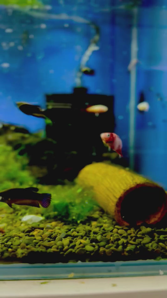 Premium Assorted Female Betta