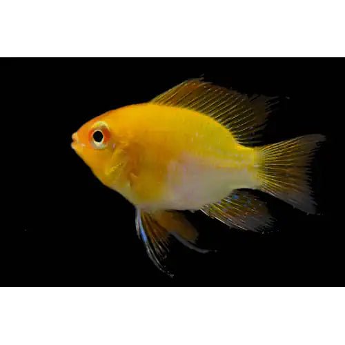 Ram Gold Balloon - FISH HUT AQUA AND PET SUPPLIES - #location#