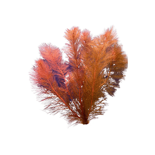 RED MILFOIL - FISH HUT AQUA AND PET SUPPLIES - #location#