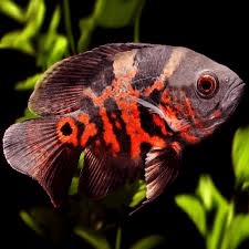Red Tiger Oscar - FISH HUT AQUA AND PET SUPPLIES - #location#