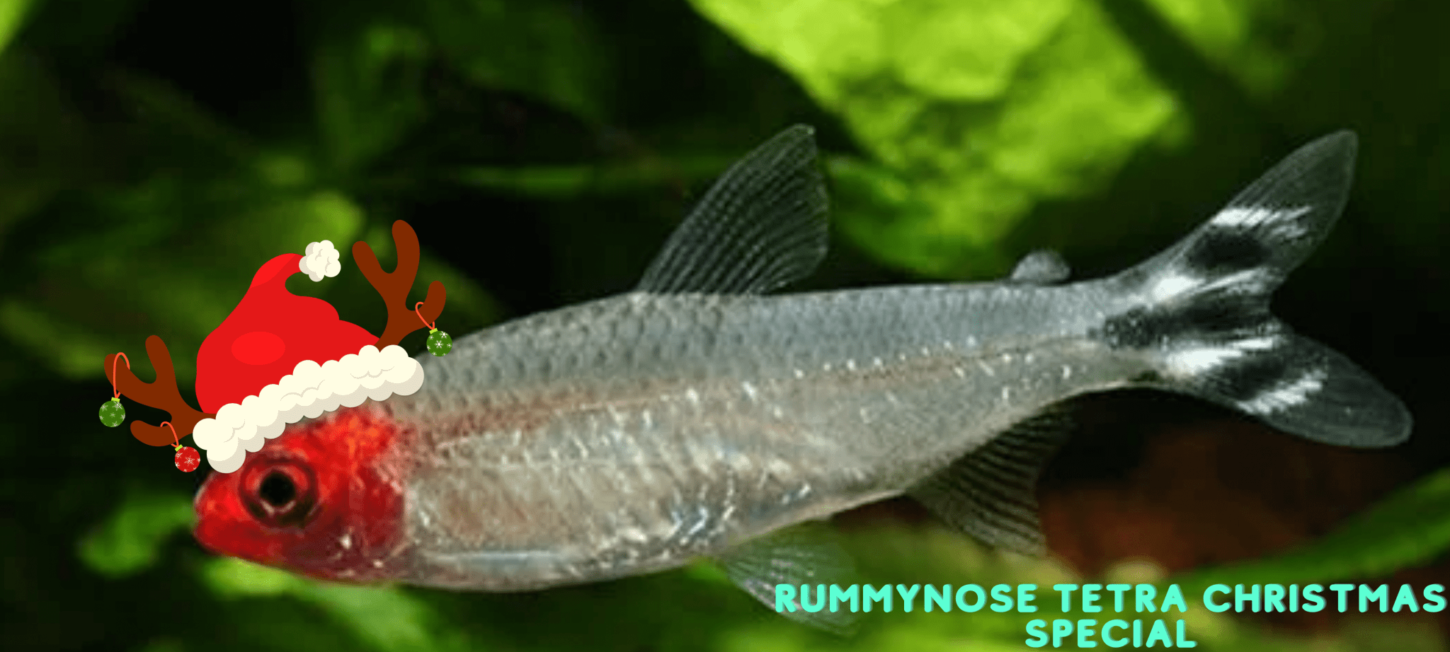 RUMMYNOSE TETRA - FISH HUT AQUA AND PET SUPPLIES - #location#