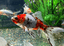 Shubunkins Red & White 10+cm – Vibrant and Hardy Goldfish - FISH HUT AQUA AND PET SUPPLIES - #location#