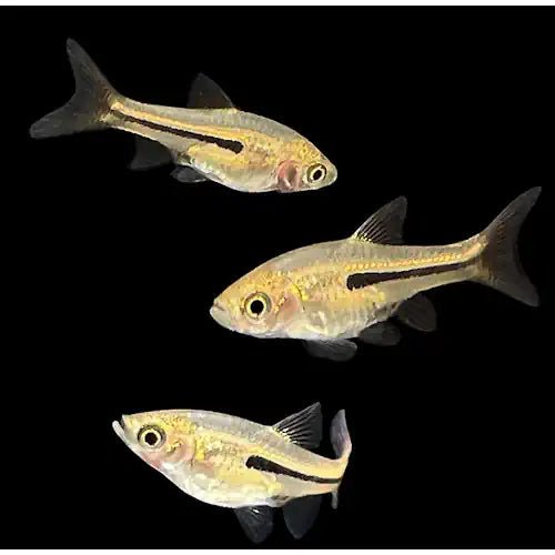 SIAMESE DWARF RASBORAS - FISH HUT AQUA AND PET SUPPLIES - #location#