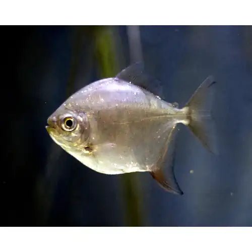 SILVER DOLLAR - FISH HUT AQUA AND PET SUPPLIES - #location#