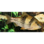 Spanner Barbs - 9cm - FISH HUT AQUA AND PET SUPPLIES - #location#