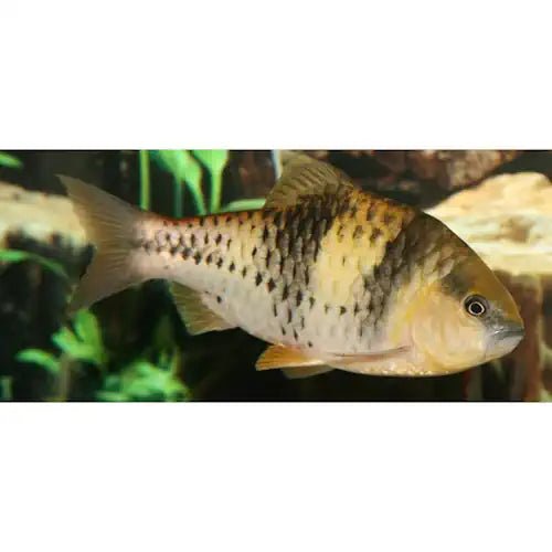 Spanner Barbs - 9cm - FISH HUT AQUA AND PET SUPPLIES - #location#