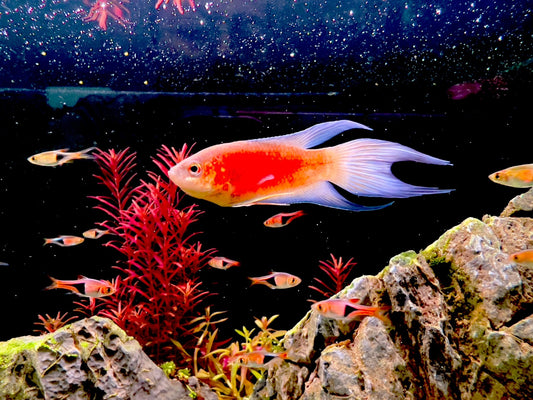 SUPER RED PARADISE FISH - FISH HUT AQUA AND PET SUPPLIES - #location#