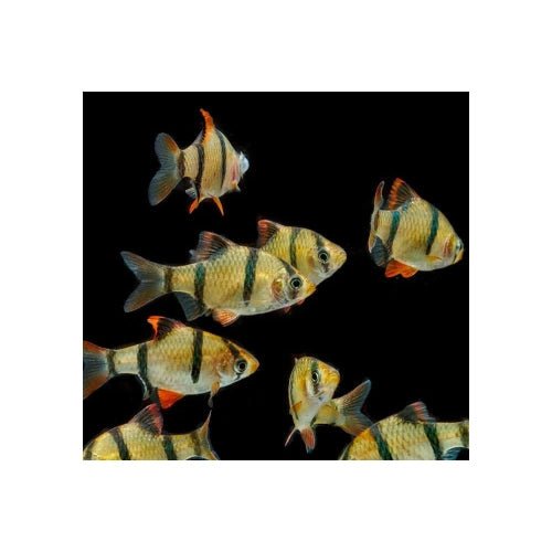TIGER BARB - FISH HUT AQUA AND PET SUPPLIES - #location#