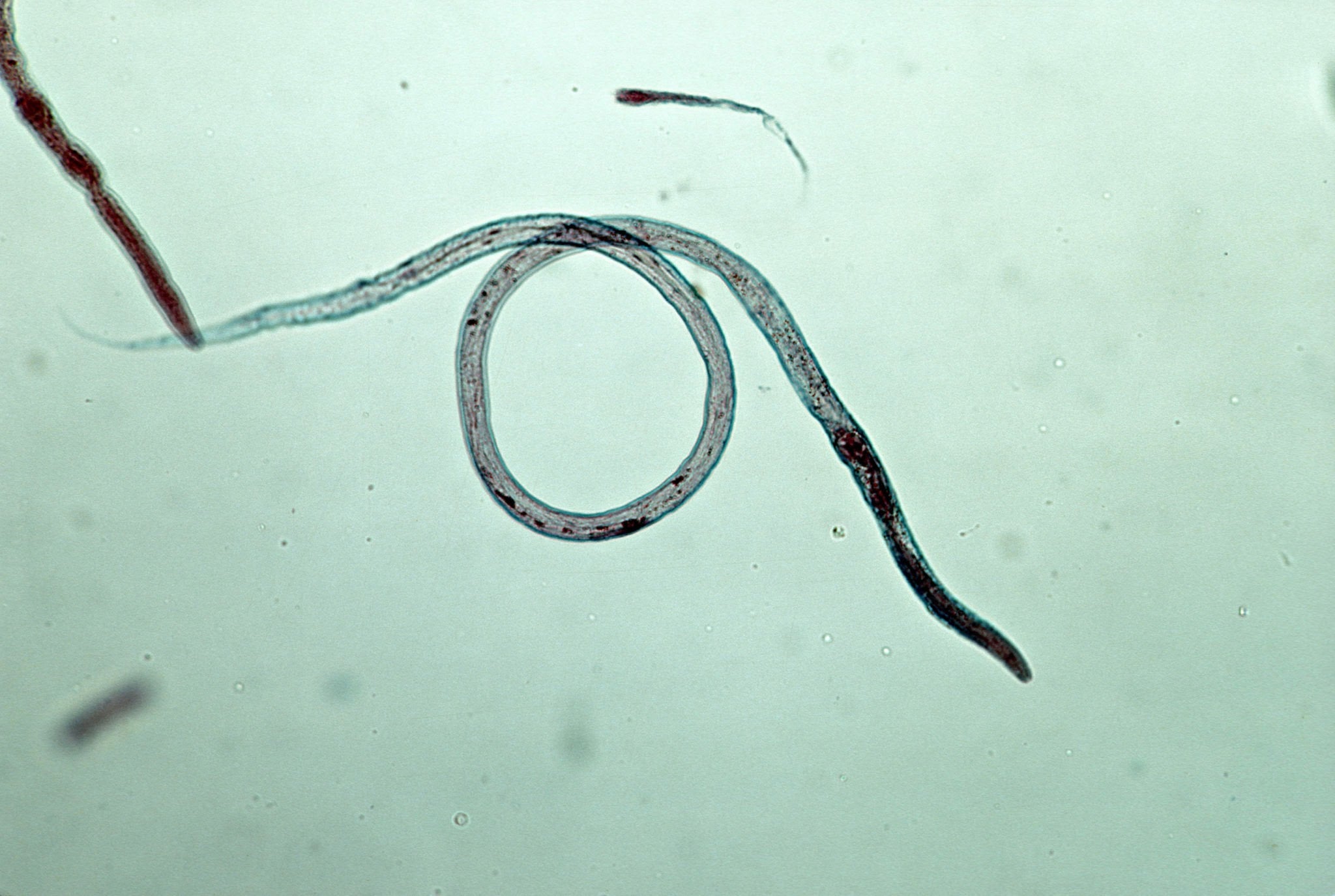 VINEGAR EELS - LIVE FOOD FOR FISH FRY - FISH HUT AQUA AND PET SUPPLIES - #location#