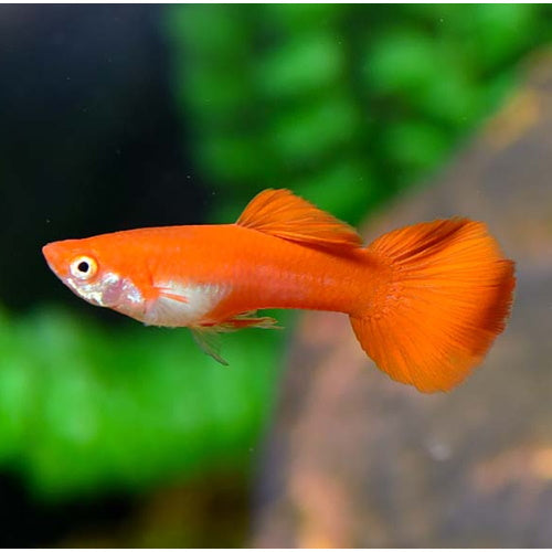 GUPPY - FLAMINGO RED - FISH HUT AQUA AND PET SUPPLIES