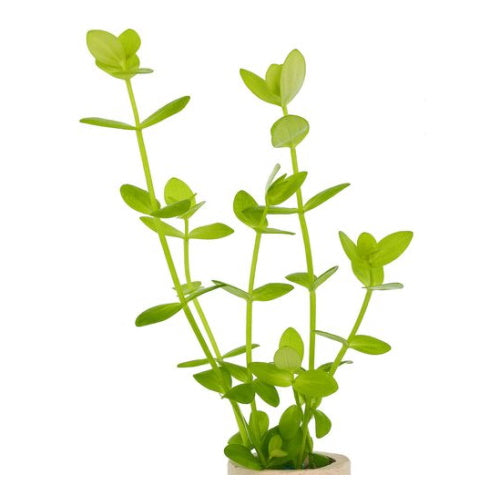 LINDERNIA ROTUNDIFOLIA - FISH HUT AQUA AND PET SUPPLIES