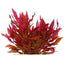 Alternanthera Reineckii Mini - AR Mini TC - FISH HUT AQUA AND PET SUPPLIES - #location#