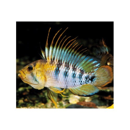 Apisto Baenschi - FISH HUT AQUA AND PET SUPPLIES - #location#