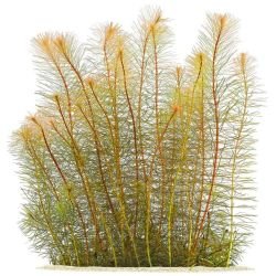 Aquarium Plants Mystery Box - FISH HUT AQUA AND PET SUPPLIES - #location#