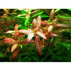 Aquarium Plants Mystery Box - FISH HUT AQUA AND PET SUPPLIES - #location#