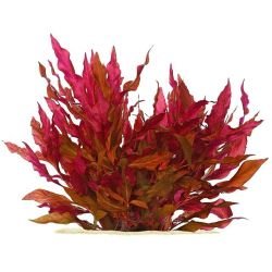 Aquarium Plants Mystery Box - FISH HUT AQUA AND PET SUPPLIES - #location#