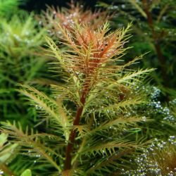 Aquarium Plants Mystery Box - FISH HUT AQUA AND PET SUPPLIES - #location#
