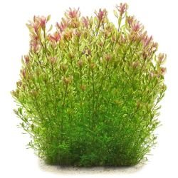 Aquarium Plants Mystery Box - FISH HUT AQUA AND PET SUPPLIES - #location#