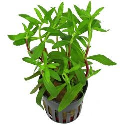 Aquarium Plants Mystery Box - FISH HUT AQUA AND PET SUPPLIES - #location#
