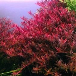 Aquarium Plants Mystery Box - FISH HUT AQUA AND PET SUPPLIES - #location#
