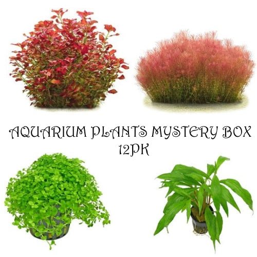 Aquarium Plants Mystery Box - FISH HUT AQUA AND PET SUPPLIES - #location#