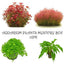 Aquarium Plants Mystery Box - FISH HUT AQUA AND PET SUPPLIES - #location#