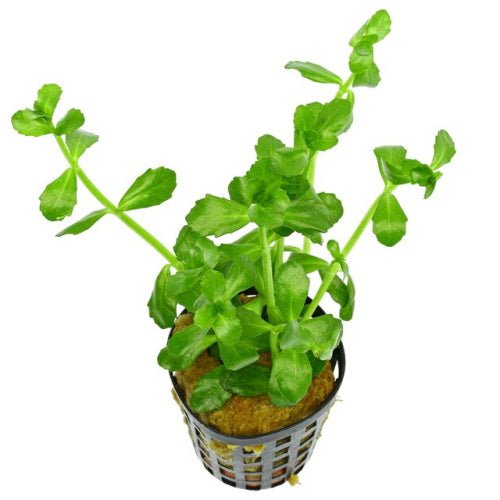 BACOPA MONNIERI - FISH HUT AQUA AND PET SUPPLIES - #location#