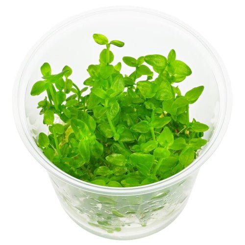 BACOPA SALZAMANNI - FISH HUT AQUA AND PET SUPPLIES - #location#