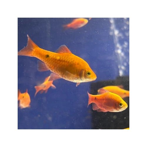 BARBS ROSY - FISH HUT AQUA AND PET SUPPLIES - #location#