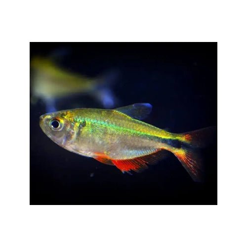 BUENOS AIRES TETRA - FISH HUT AQUA AND PET SUPPLIES - #location#