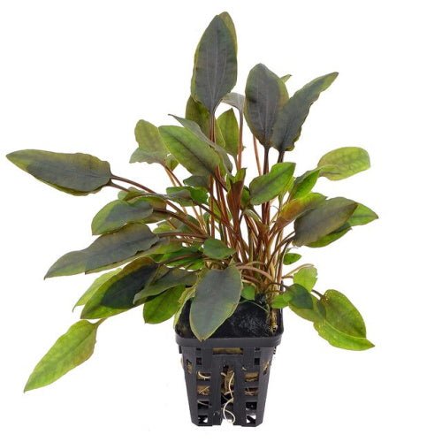 CRYPTOCORYNE Mix Small - FISH HUT AQUA AND PET SUPPLIES - #location#