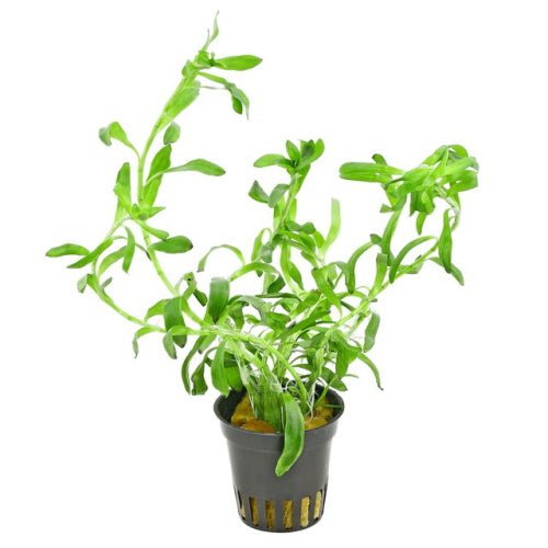 HETERANTHERA ZOSTERFOLIA EMERSED - FISH HUT AQUA AND PET SUPPLIES - #location#