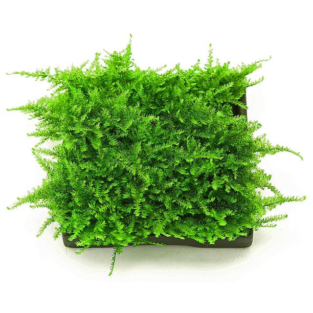 CHRISTMAS MOSS ON TUBS FISH HUT AQUA AND PET SUPPLIES