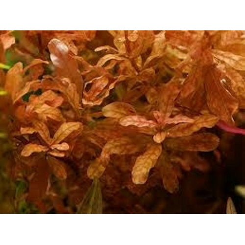 Ludwigia Inclinata - FISH HUT AQUA AND PET SUPPLIES - #location#