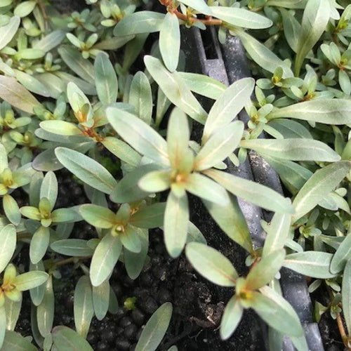 Ludwigia Inclinata - FISH HUT AQUA AND PET SUPPLIES - #location#