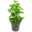 LUDWIGIA OVALIS - FISH HUT AQUA AND PET SUPPLIES - #location#