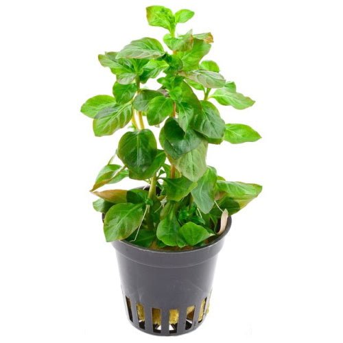 LUDWIGIA OVALIS - FISH HUT AQUA AND PET SUPPLIES - #location#