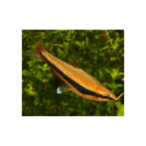 PENCIL FISH - GOLD - FISH HUT AQUA AND PET SUPPLIES - #location#