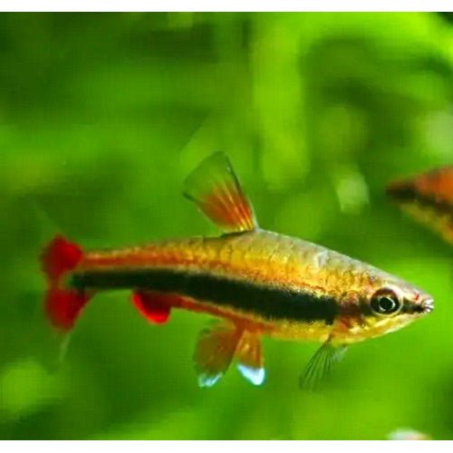 PENCIL FISH - GOLD - FISH HUT AQUA AND PET SUPPLIES - #location#