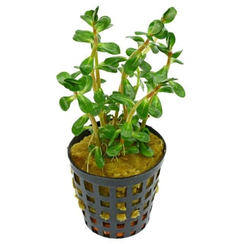 ROTALA INDICA BONSAI - FISH HUT AQUA AND PET SUPPLIES - #location#