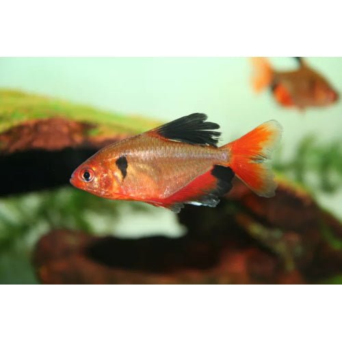 SERPAE TETRAS 3CM - FISH HUT AQUA AND PET SUPPLIES - #location#