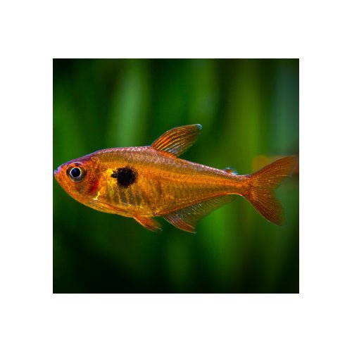 SERPAE TETRAS 3CM - FISH HUT AQUA AND PET SUPPLIES - #location#