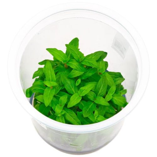 Staurogyne Repens Tissue Culture - FISH HUT AQUA AND PET SUPPLIES - #location#