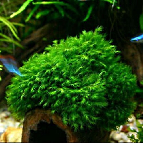 US FISSIDENS MOSS - FISH HUT AQUA AND PET SUPPLIES - #location#