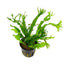 WINDELOV JAVA FERN - FISH HUT AQUA AND PET SUPPLIES - #location#