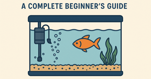 Cycling a Fish Tank: A Complete Beginner’s Guide